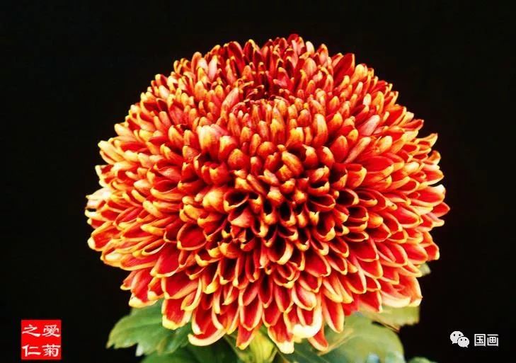 世界最美菊花朵朵惊艳太美太珍贵了