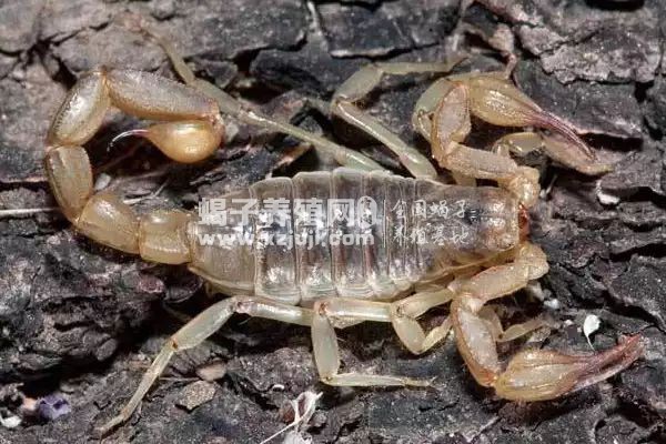 蝎子是昆虫吗,分布在我国哪些地方