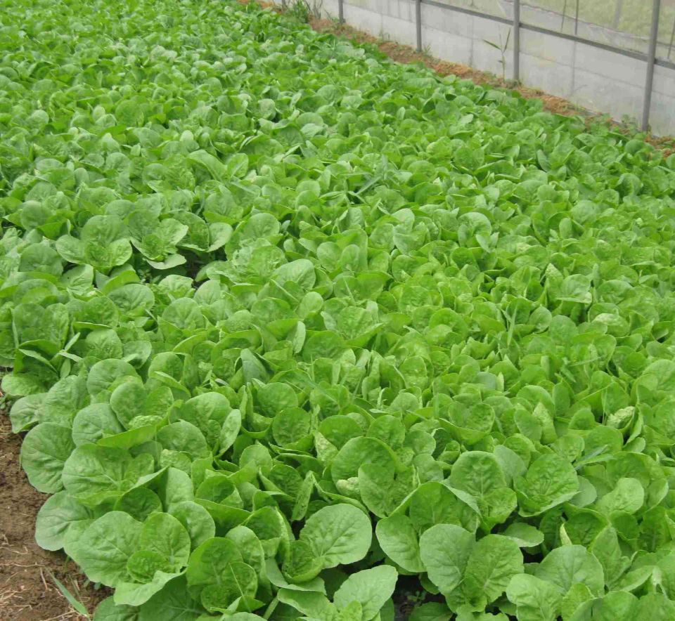 秋白菜出现抽薹怎么办如何防止呢