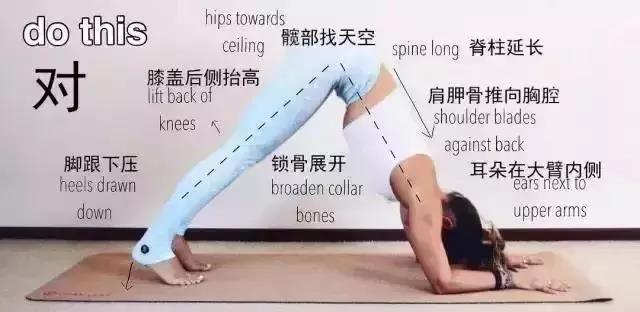 海豚式瑜伽标准体式图片