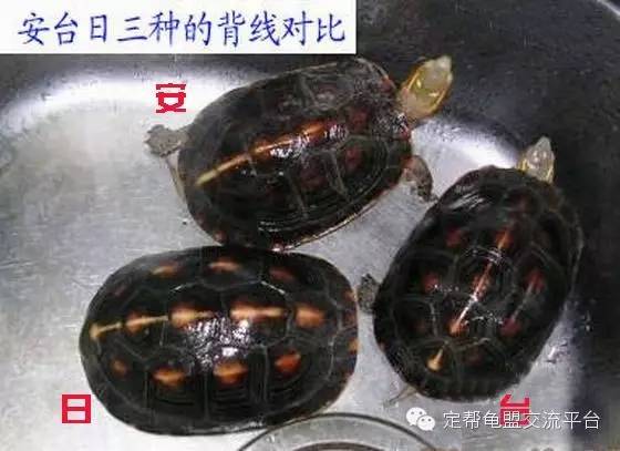 教你如何区分安缘,台缘,大陆非安以及杂缘(多图)