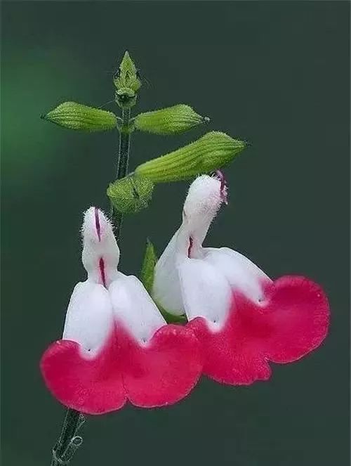 夫妻花绝美罕见