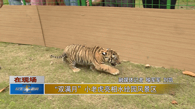 两只老虎两只老虎跑得快两只刚满月的小老虎亮相如皋萌化游客
