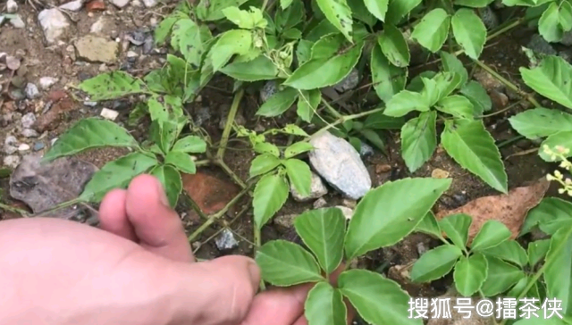 长得随处可见的五爪金龙老农用来治咽喉痛可惜很多人不懂