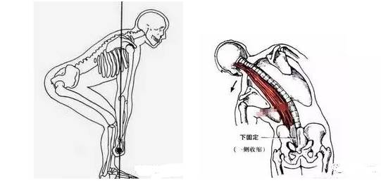 留言解讀豎脊肌