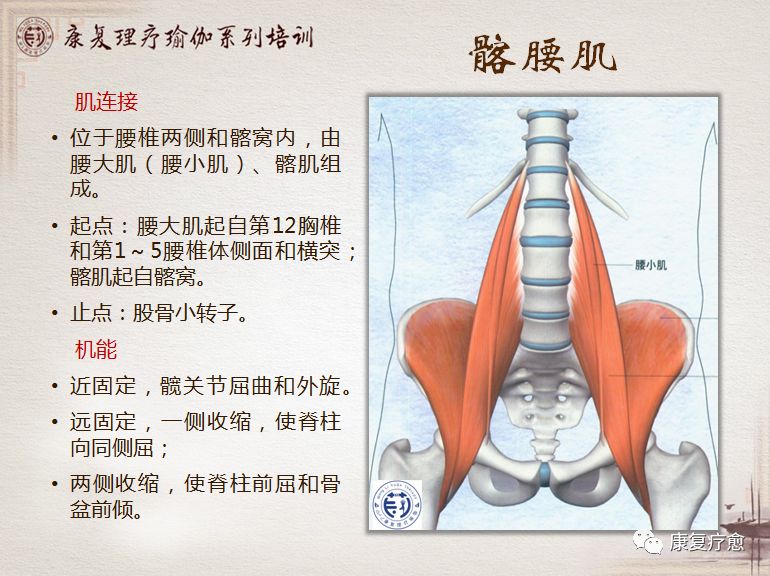 完全屈髖時,髂腰肌肌腱位於髂恥隆起外側,隨著髖關節伸直,髂腰肌肌腱