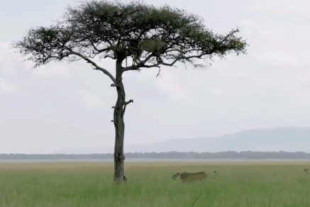 437_292gif 动态图 动图