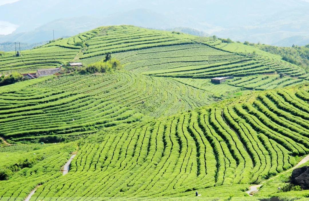 图为鼎白茶园干净的存储环境白茶最具有魅力的地方,是时光沉淀出的