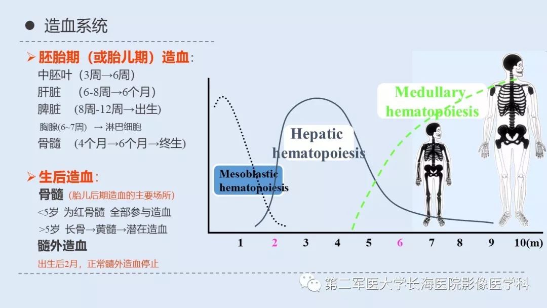 髓外造血的影像诊断