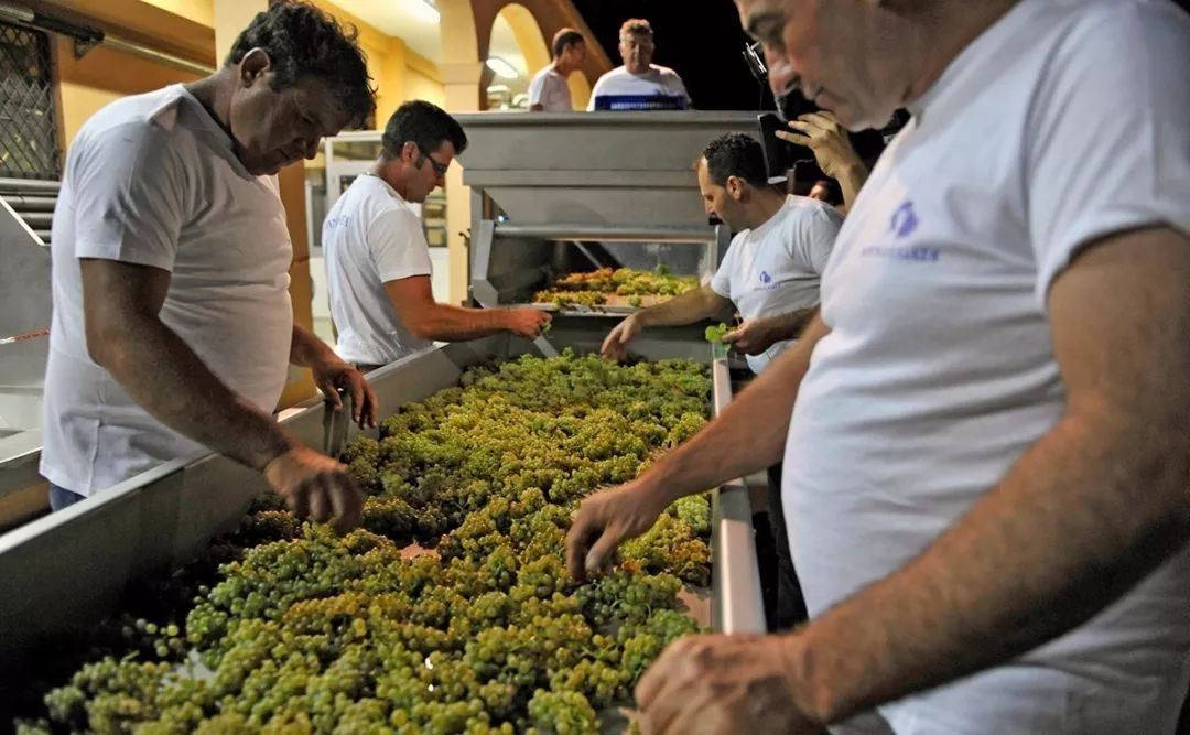 压榨时压力必须温和平均,而且要适当翻动葡萄渣