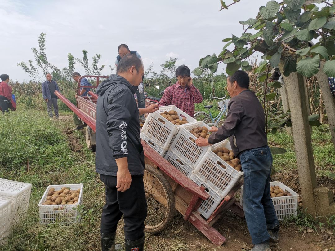 紧急求助陕西100万斤周至猕猴桃盼销路村委会证实求援299元顺丰包邮甜