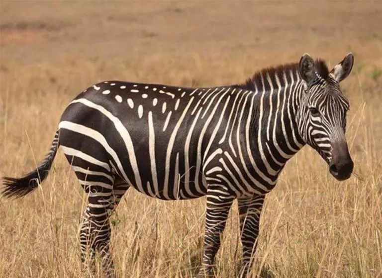 实际上和人类一样,斑马在刚生下来的时候颜色也不是很深,很多的小斑马