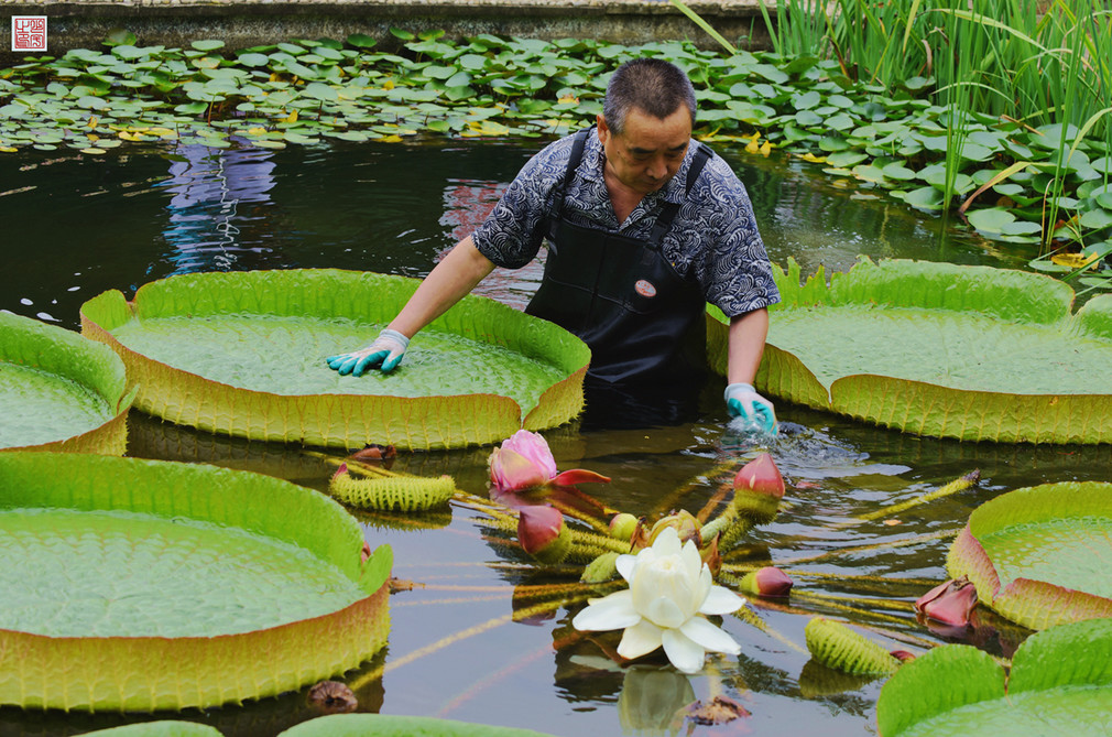 南京中山植物園王蓮養花人