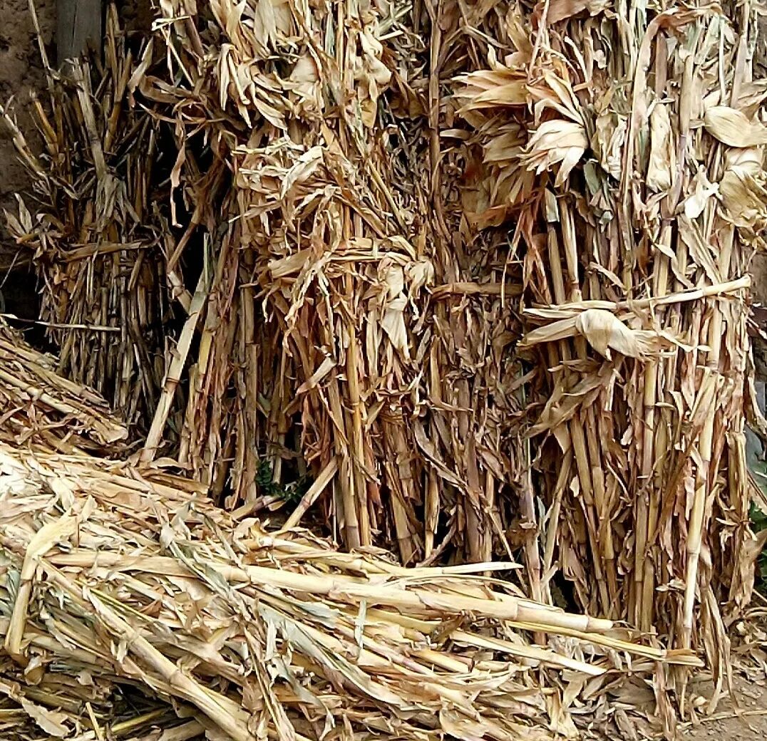 农化科普秸秆利用有利弊扬长避短增强肥力