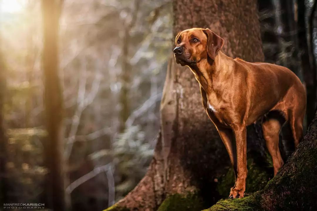 來自非洲的自然犬種 一種可以 捕獵獅子的獵犬 羅德西亞脊背犬 別名 