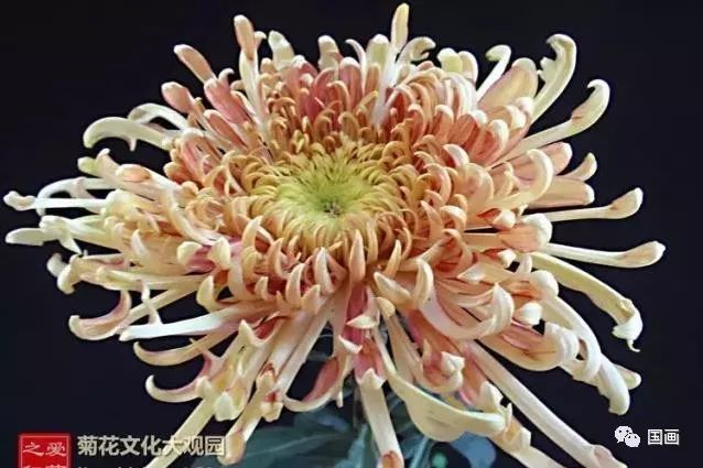 世界最美菊花朵朵惊艳太美太珍贵了