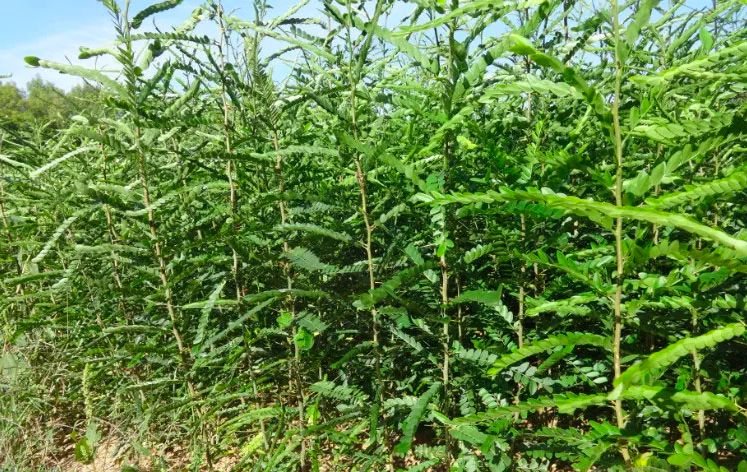 【岐黄·中药】看图识中药(二)