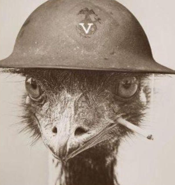 鸸鹋战争:澳大利亚军队居然打不过鸟,全因为鸸鹋有一项特殊技能