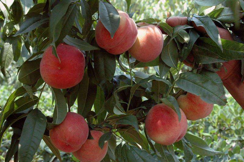 金秋采摘季 临清大辛庄即兴永莲蜜桃采摘园