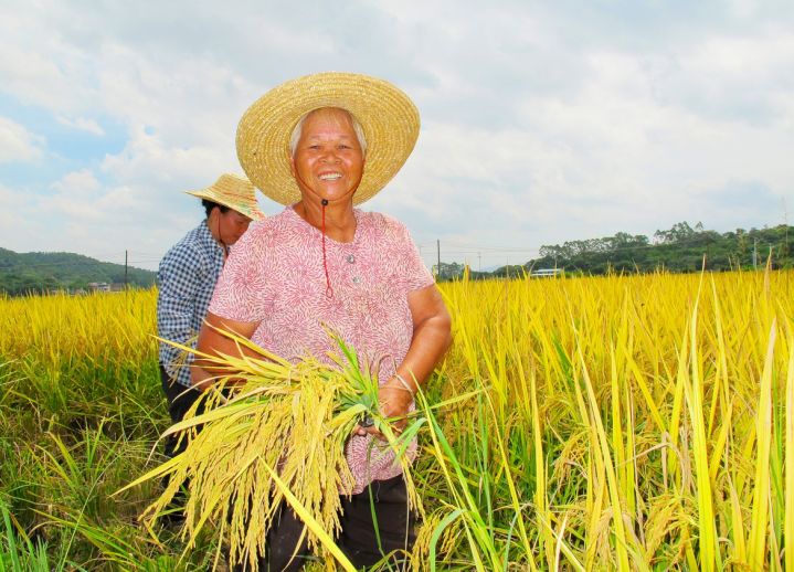 正是瓜果飘香时2019广州增城农民丰收节即将开幕