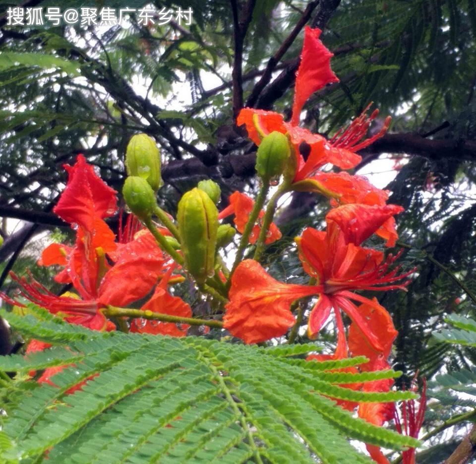 多美的鳳凰花呀一樹枝頭鳳花開萬樹枝頭引鳳鸞