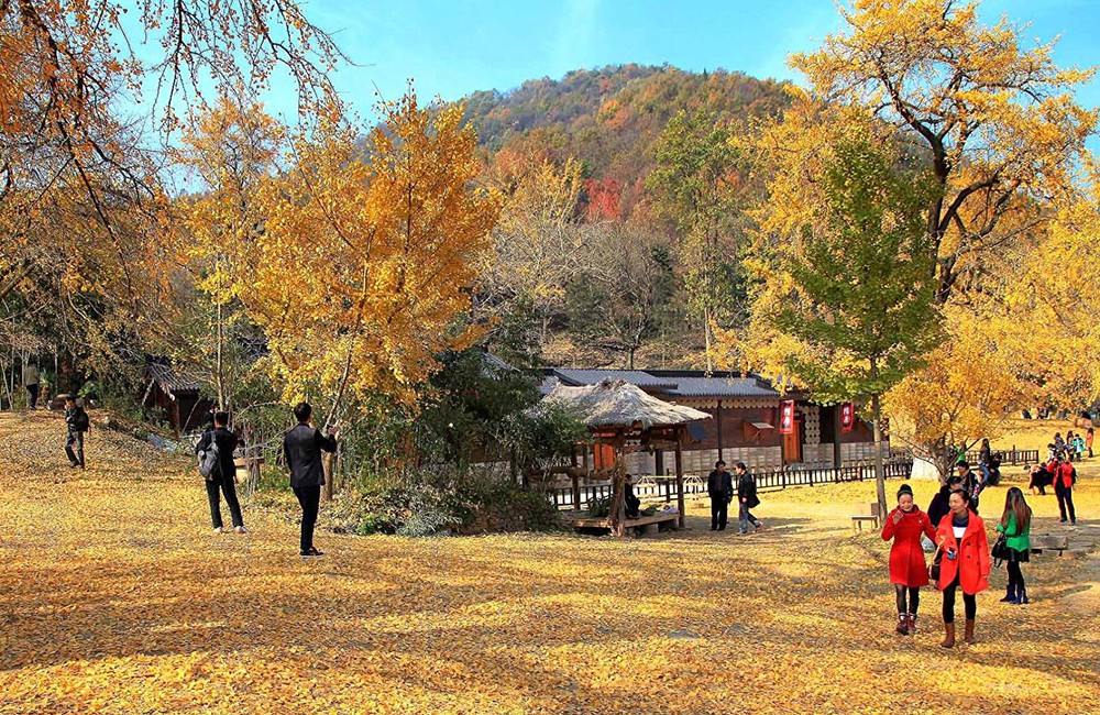 这里的银杏已有千年历史,电影《聂隐娘》取景地,湖北随州银杏谷
