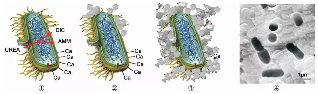 我家的房子……是用细菌盖的