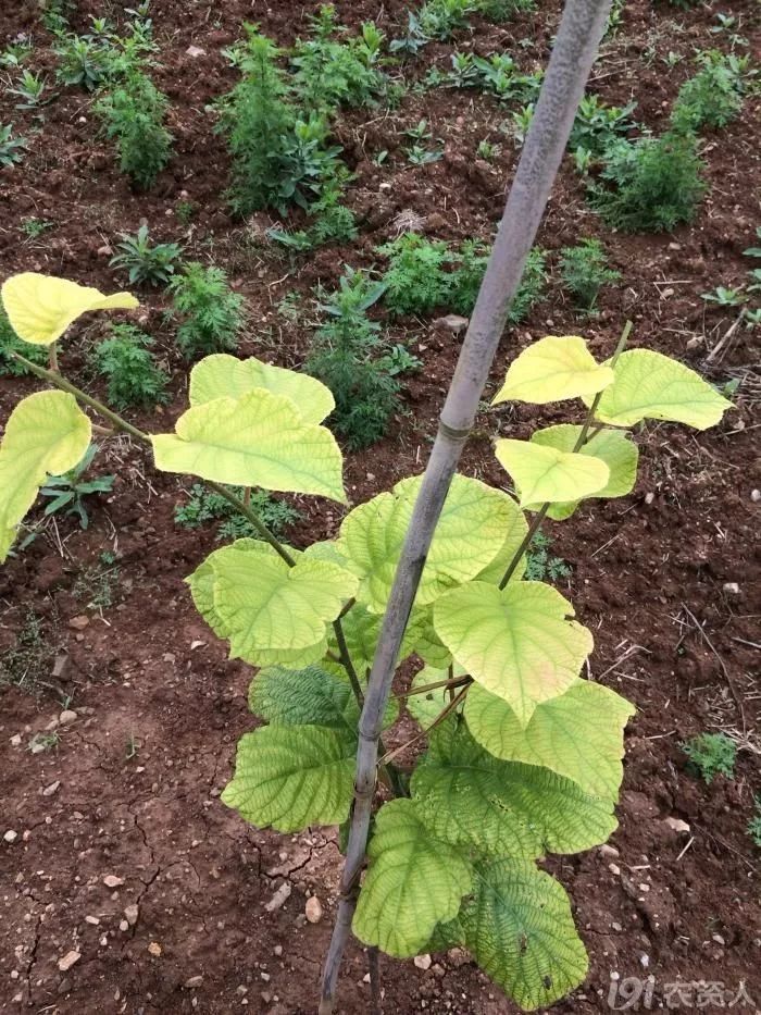 赣南种植猕猴桃幼树叶子发黄怎么办