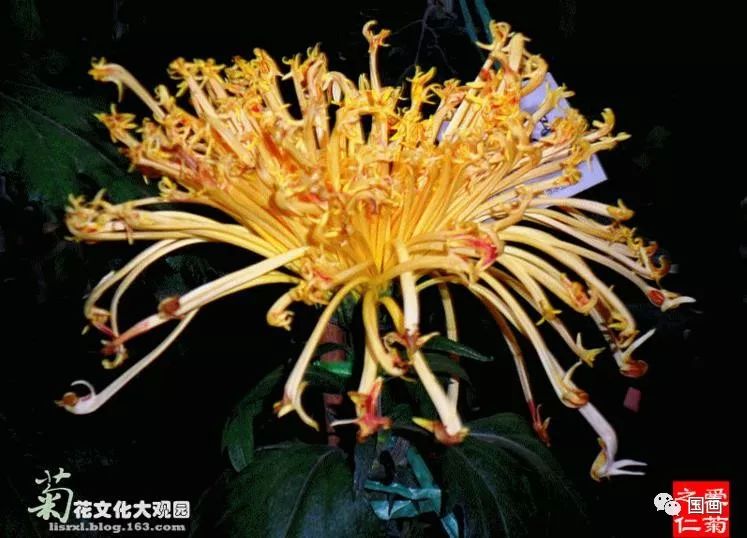 粉黛21,凤凰振羽22,红袖添香23,金红竞辉24,七粉莲花25,香山雏凤26,清