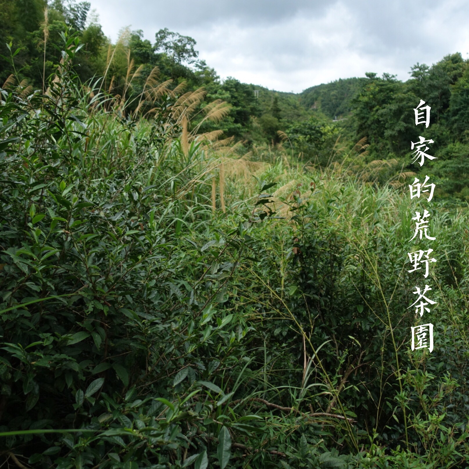 福鼎白茶最神奇的功效降血糖