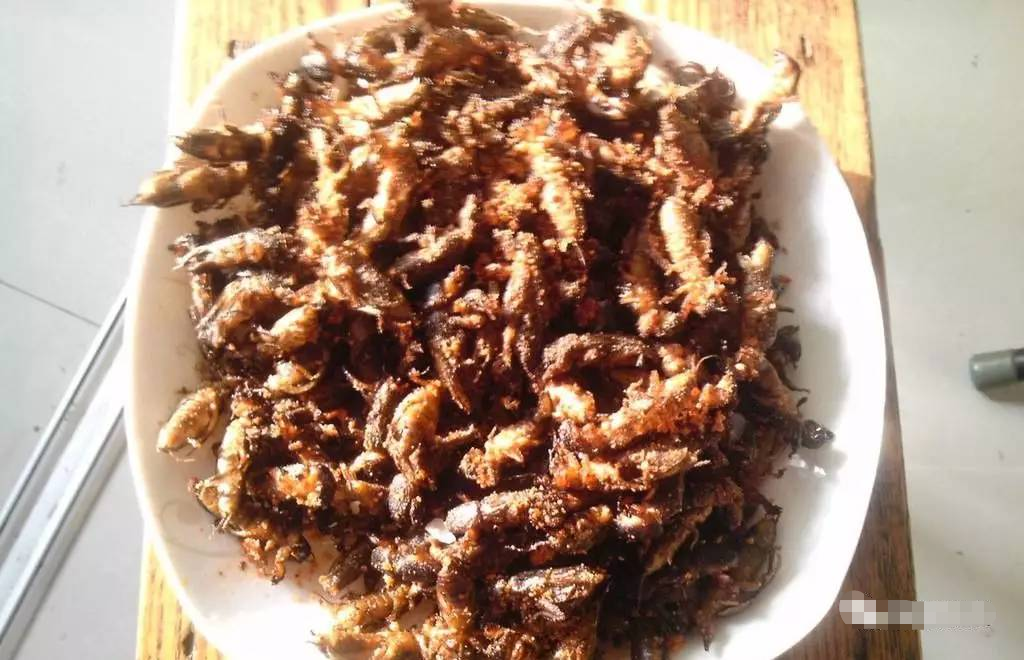 临湘这种野味你敢吃吗?餐馆卖得很贵,经常断货!_蝲蝲蛄