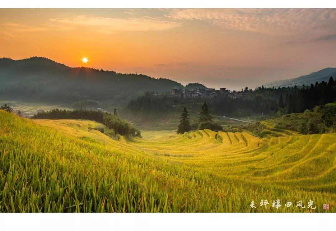 美麗桂東最美梯田在金秋