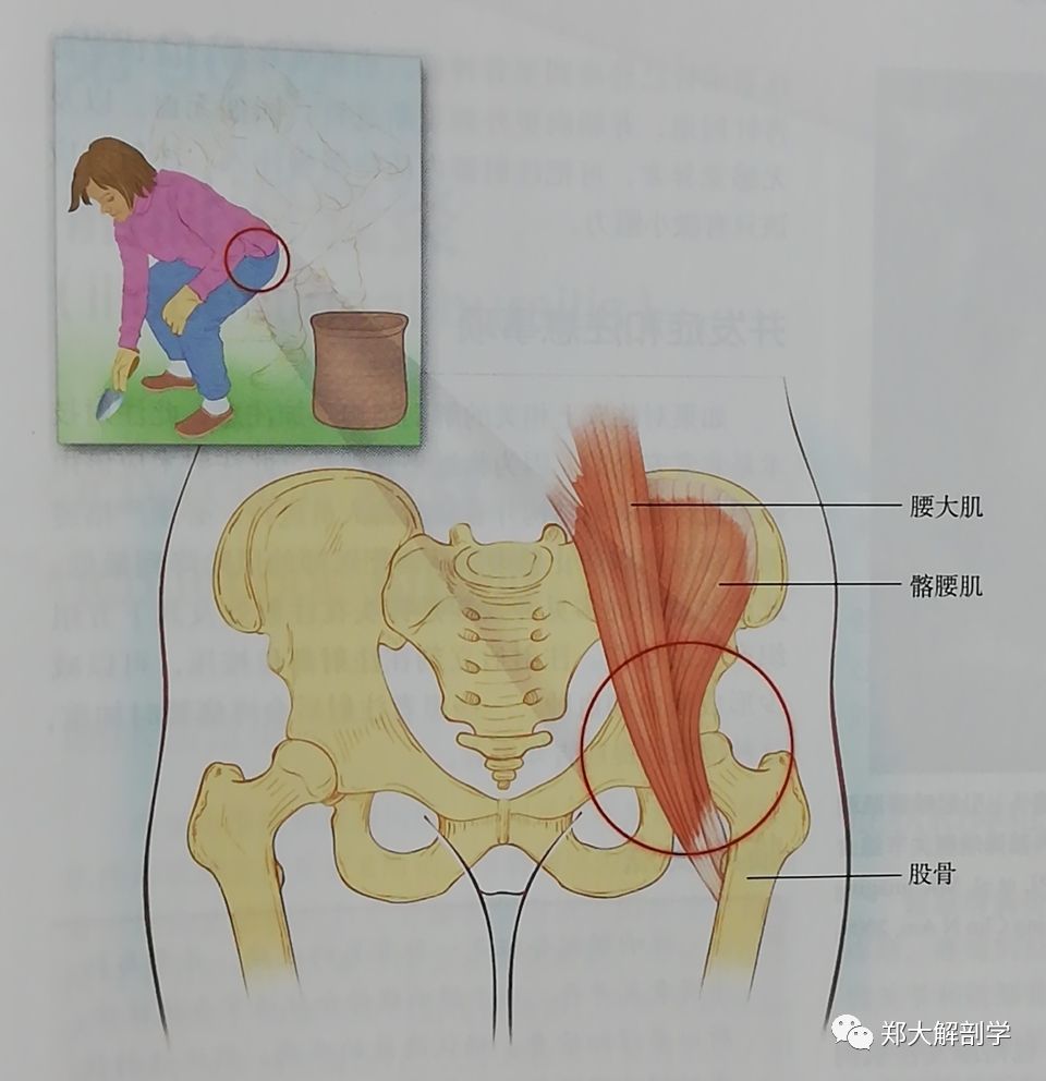 人体髋关节疼痛位置图图片