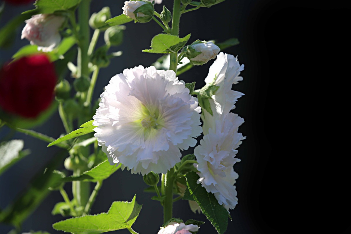 原创夏日蜀葵白若缯初断红如颜谷酡
