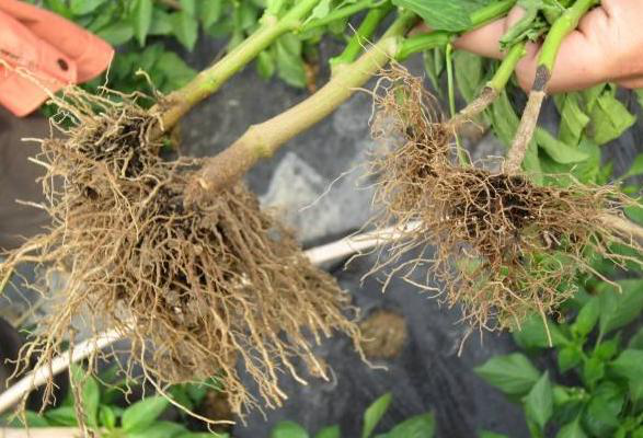 辣椒根腐病怎么解决?