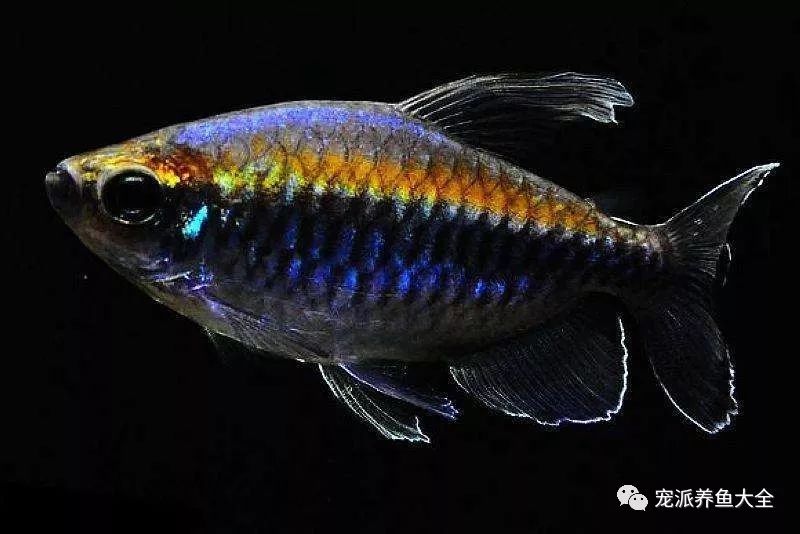每日一鱼刚果扯旗鱼体表为青色与金黄色混合