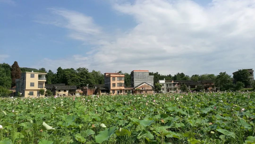 周二相约来龙家大院捉鸡!丰收节,新田人这样过最对味～_新田县