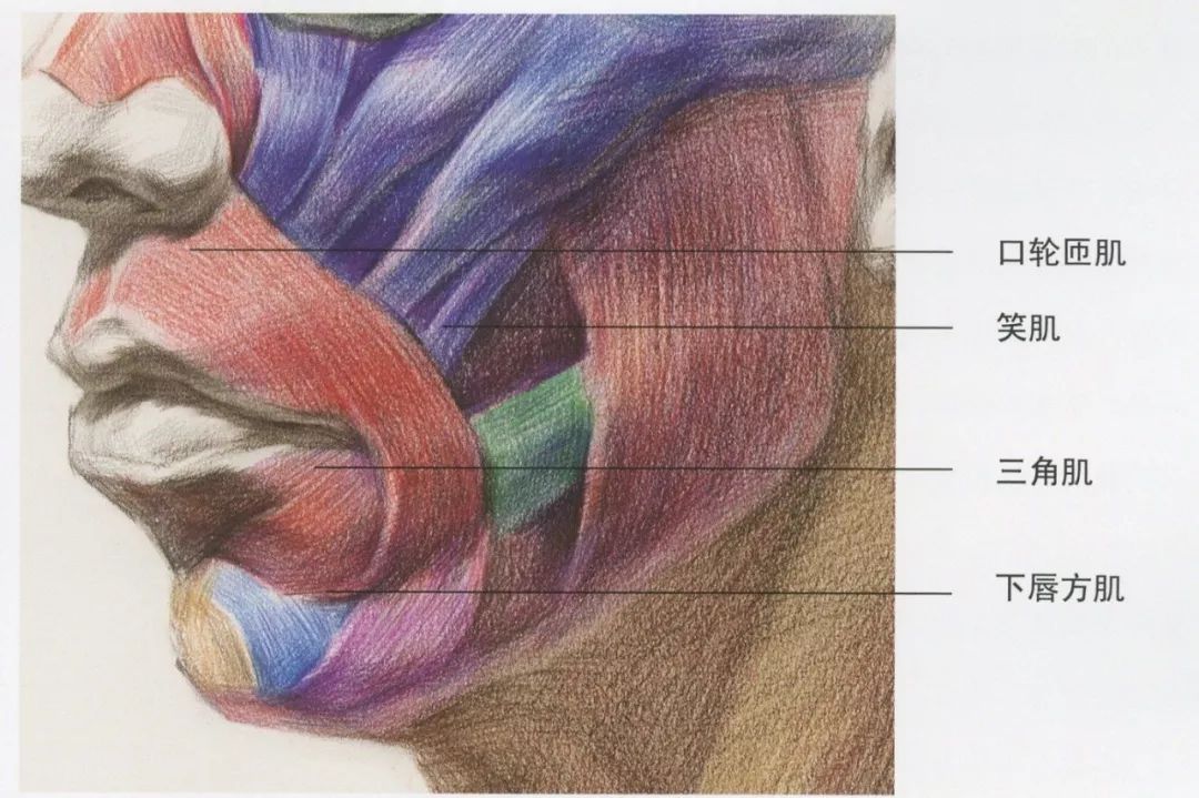 超强干货丨从结构学习素描嘴巴的刻画细节