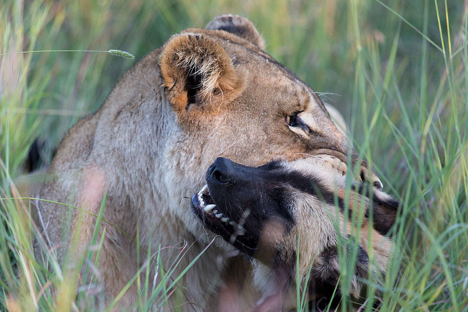 十几只野狗群围攻狮子,狮子却盯着一个咬,野狗惨被狮子咬死!