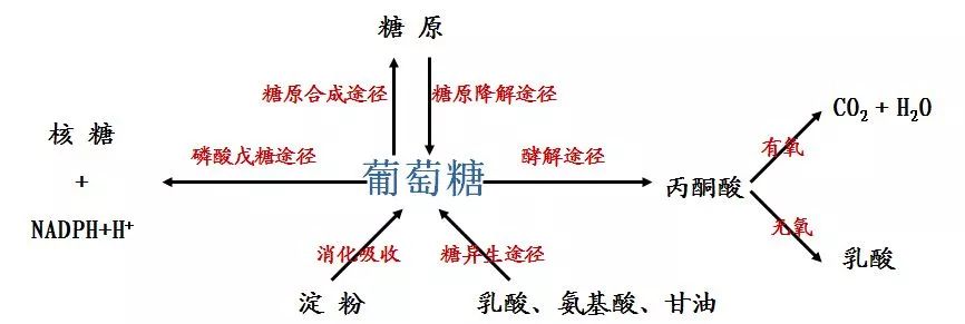 糖代谢全过程示意图图片