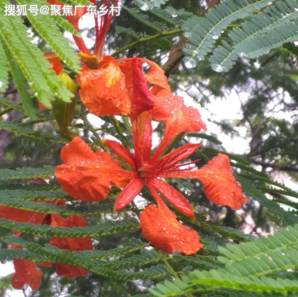 多美的鳳凰花呀一樹枝頭鳳花開萬樹枝頭引鳳鸞