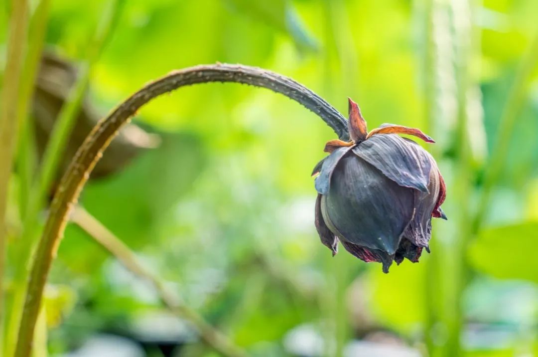 从治咳嗽的蒲地蓝,讲讲中成药的误用