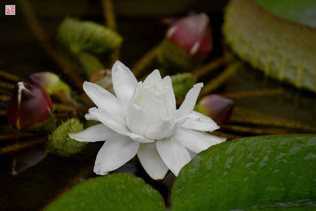 南京中山植物園王蓮養花人