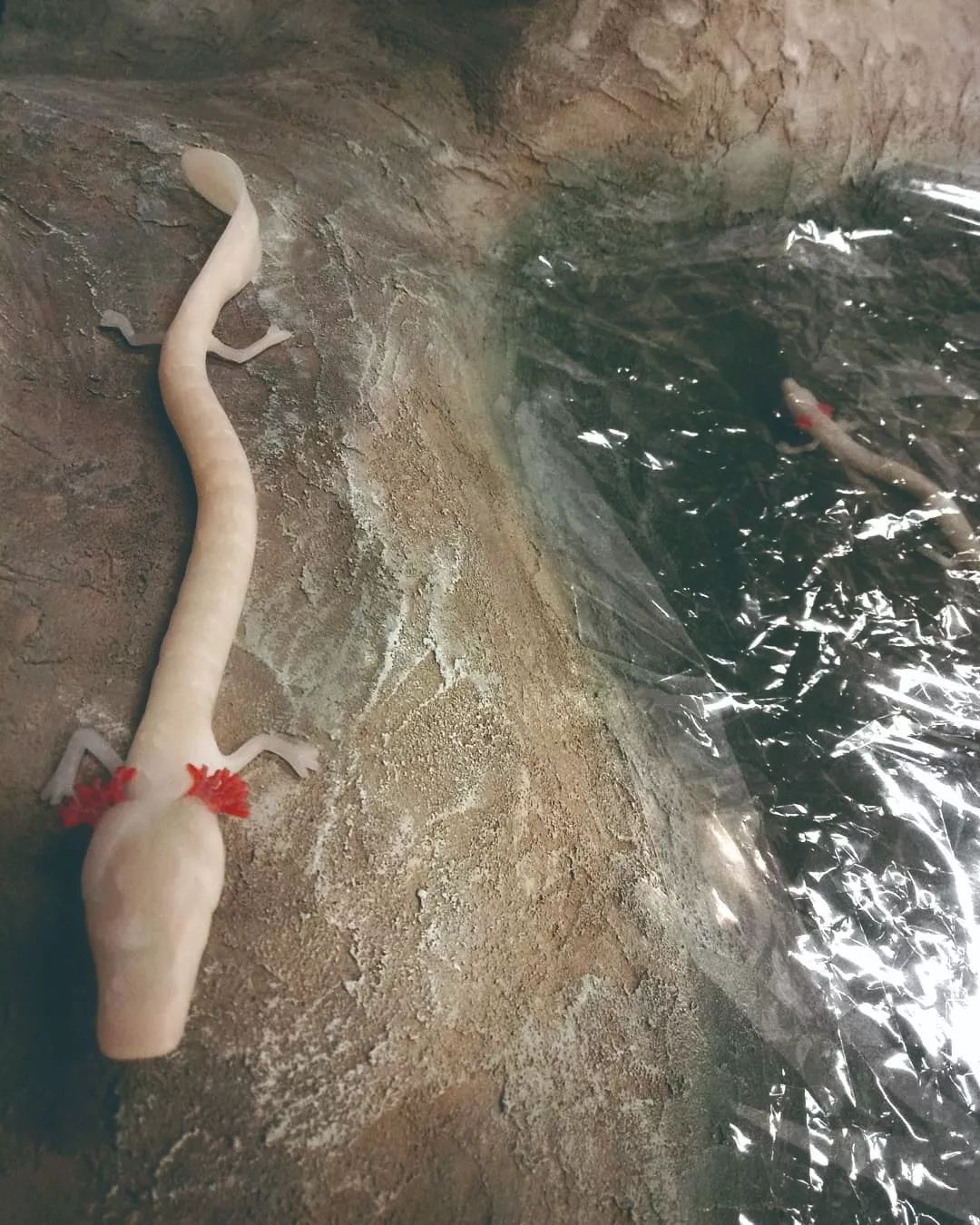 地球上最像龙的生物——洞螈