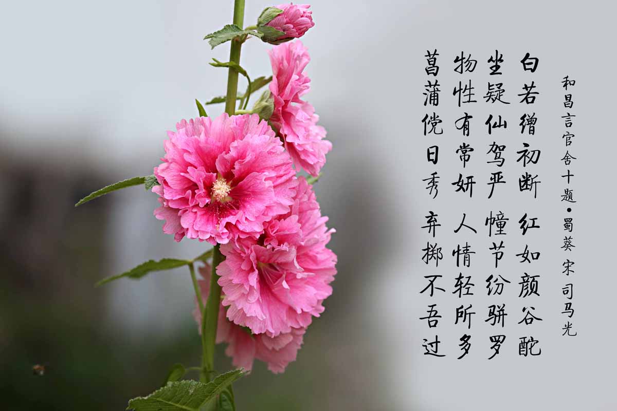 夏日蜀葵——白若缯初断,红如颜谷酡