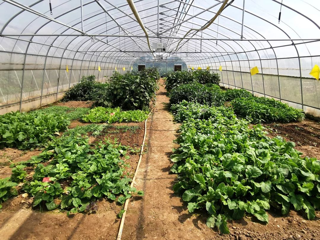 点点小手在家就能收菜这样的现实版开心农场就在丹徒