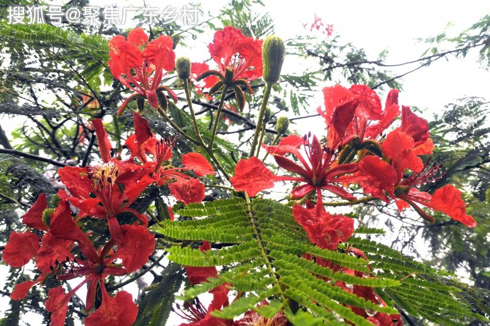 多美的鳳凰花呀一樹枝頭鳳花開萬樹枝頭引鳳鸞