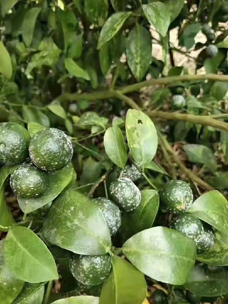 如何防治柑橘白粉病?_叶片