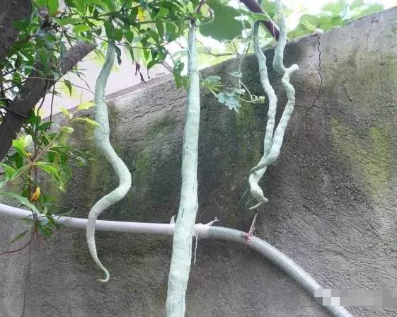 临湘老乡家树上全是"蛇",好"吓"人!