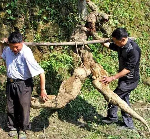 原创美国除不尽用火烧在国内却是稀罕货根茎磨成粉更抢手